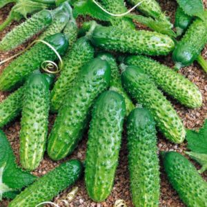 What are the names of small cucumbers and which varieties of this type are the best