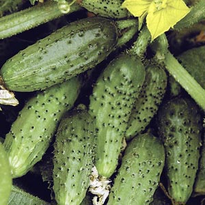 What are the names of small cucumbers and which varieties of this type are the best
