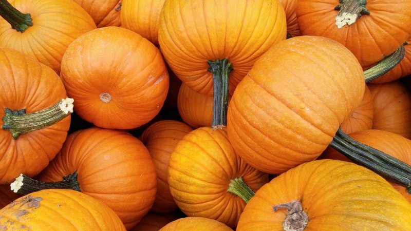 How to get a good pumpkin crop: growing and care in the open field, recommendations of experienced gardeners