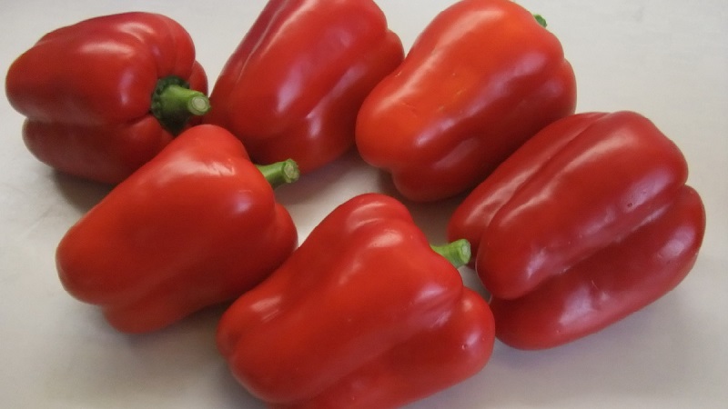 How to plant a large red Ombrone hybrid pepper and grow it