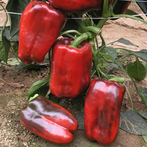 How to plant a large red Ombrone hybrid pepper and grow it