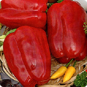 How to plant a large red Ombrone hybrid pepper and grow it