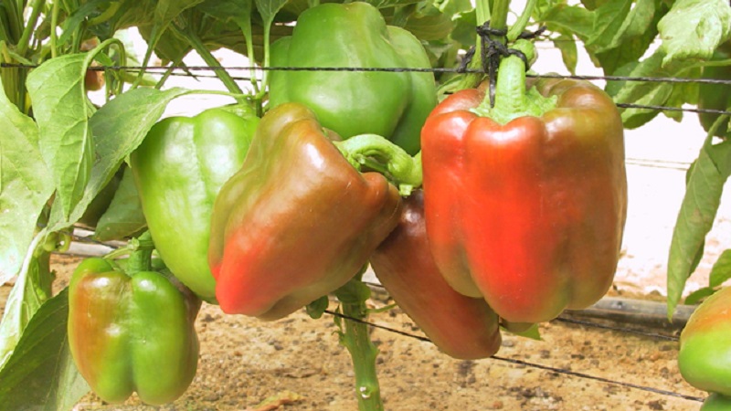 How to plant a large red Ombrone hybrid pepper and grow it