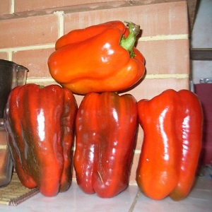 How to plant a large red Ombrone hybrid pepper and grow it