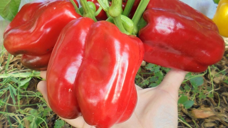 How to plant a large red Ombrone hybrid pepper and grow it