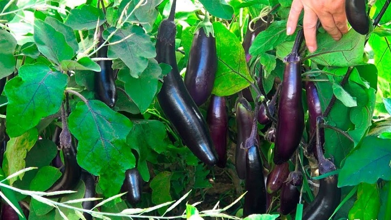 How to properly grow frost-resistant eggplant King of the North