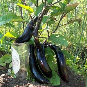 How to properly grow frost-resistant eggplant King of the North