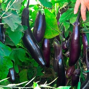 How to properly grow frost-resistant eggplant King of the North