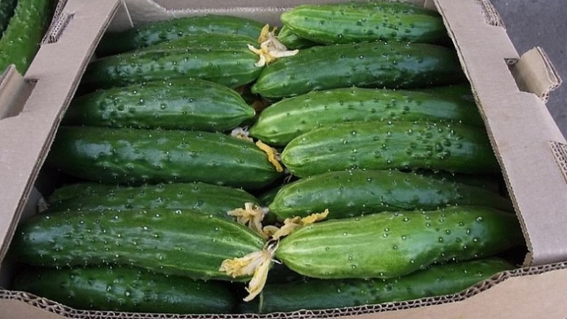 How to grow Harmonist cucumbers and why they are good