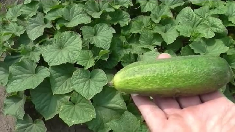 How to grow Harmonist cucumbers and why they are good