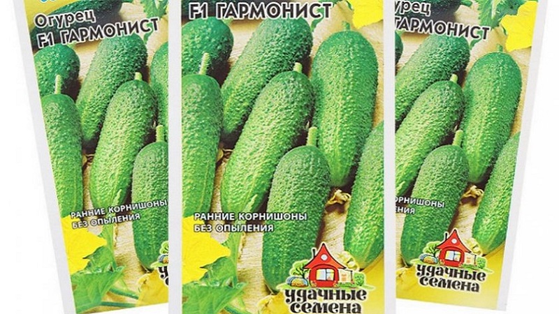 How to grow Harmonist cucumbers and why they are good