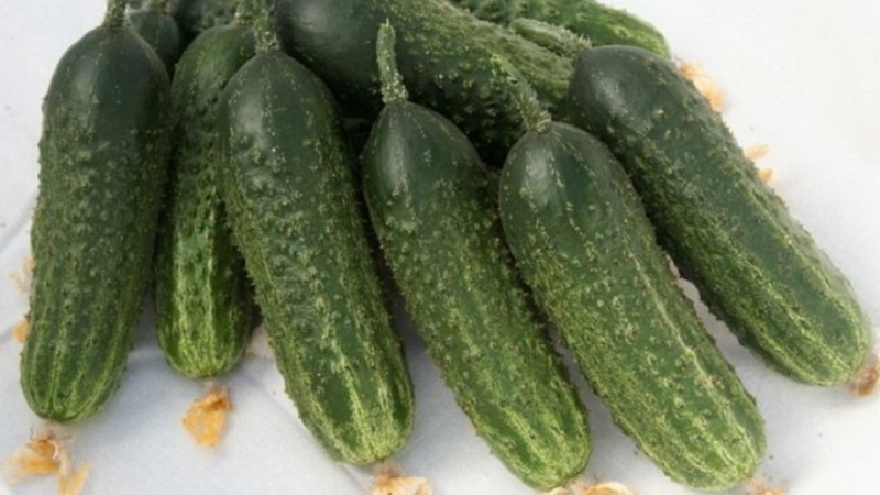How to grow Harmonist cucumbers and why they are good