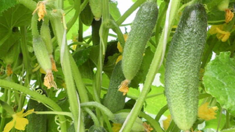 How to grow Harmonist cucumbers and why they are good