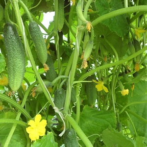 How to grow Harmonist cucumbers and why they are good