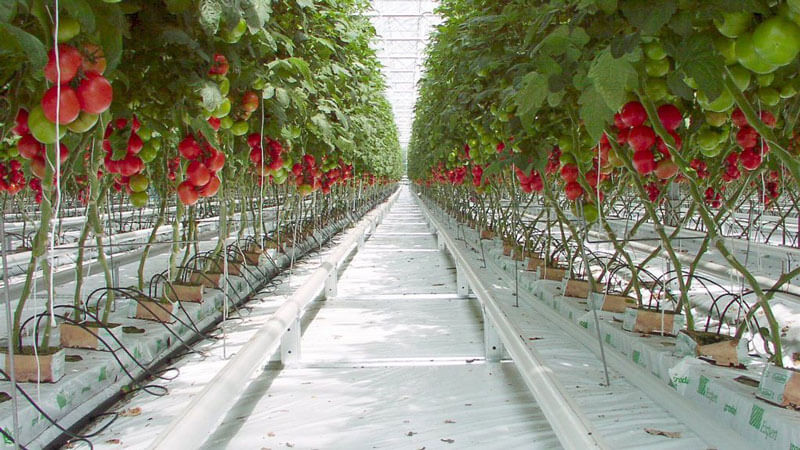 How to grow tomatoes in a greenhouse in winter: step-by-step instructions for a rich harvest all year round