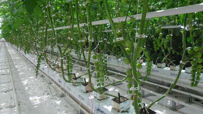 How to grow tomatoes in a greenhouse in winter: step-by-step instructions for a rich harvest all year round