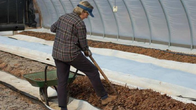 How to grow tomatoes in a greenhouse in winter: step-by-step instructions for a rich harvest all year round