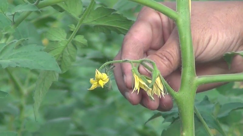 How to grow tomatoes in a greenhouse in winter: step-by-step instructions for a rich harvest all year round