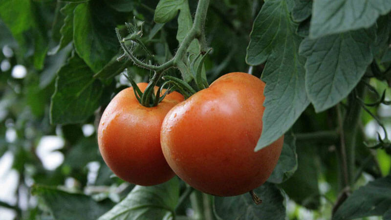 How to grow tomatoes in a greenhouse in winter: step-by-step instructions for a rich harvest all year round