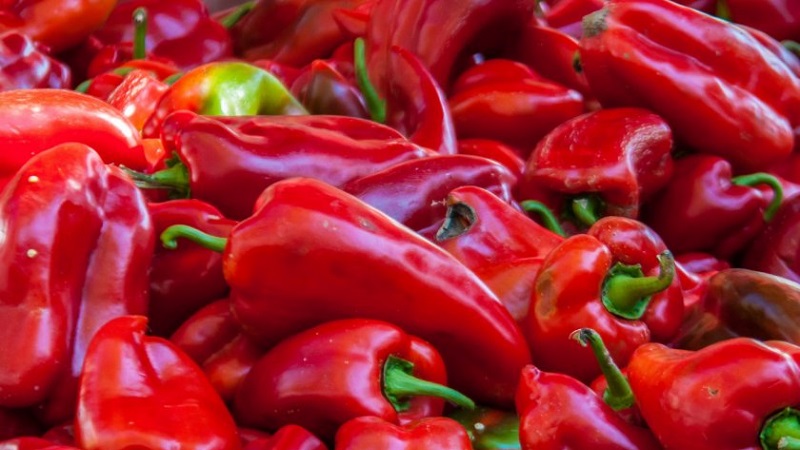 How to grow Denis hybrid pepper for a rich harvest of sweet and juicy fruits