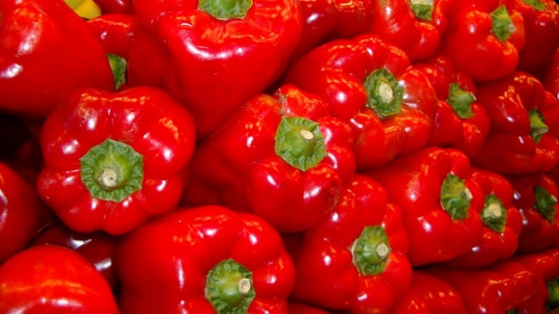 How to grow Denis hybrid pepper for a rich harvest of sweet and juicy fruits