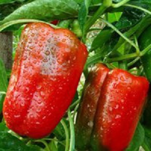 How to grow Denis hybrid pepper for a rich harvest of sweet and juicy fruits