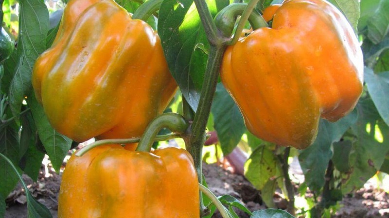 How to grow Bogdan pepper on your site: an overview and secrets of getting a rich harvest