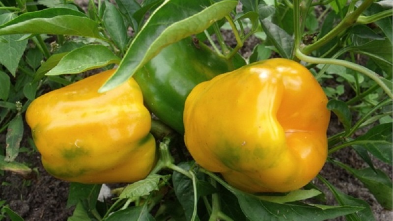 How to grow Bogdan pepper on your site: an overview and secrets of getting a rich harvest