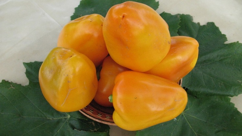 How to grow Bogdan pepper on your site: an overview and secrets of getting a rich harvest