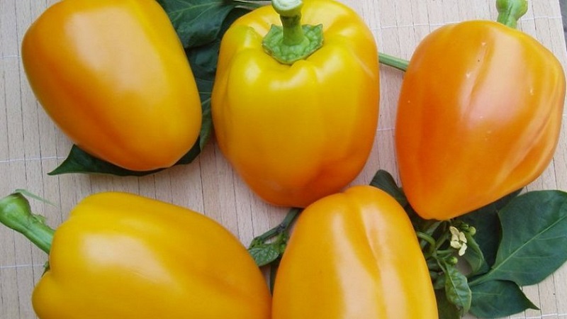 How to grow Bogdan pepper on your site: an overview and secrets of getting a rich harvest