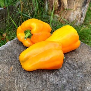 How to grow Bogdan pepper on your site: an overview and secrets of getting a rich harvest