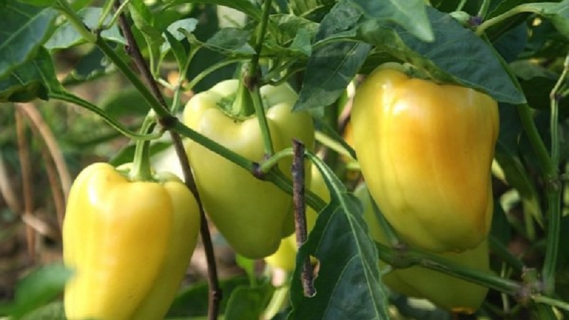How to grow Bogdan pepper on your site: an overview and secrets of getting a rich harvest