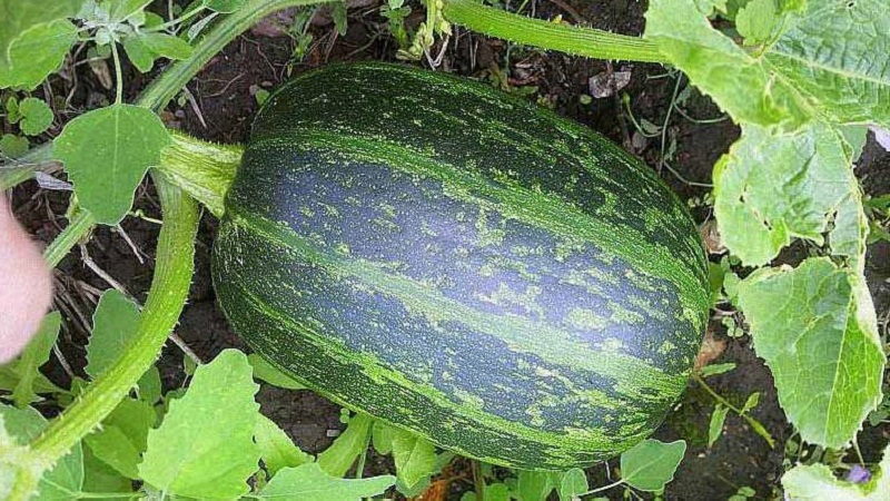 How to grow a pumpkin Gribovskaya bush: the secrets of agricultural technology