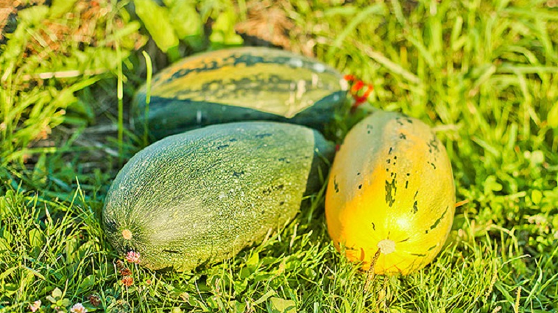 How to grow a pumpkin Gribovskaya bush: the secrets of agricultural technology