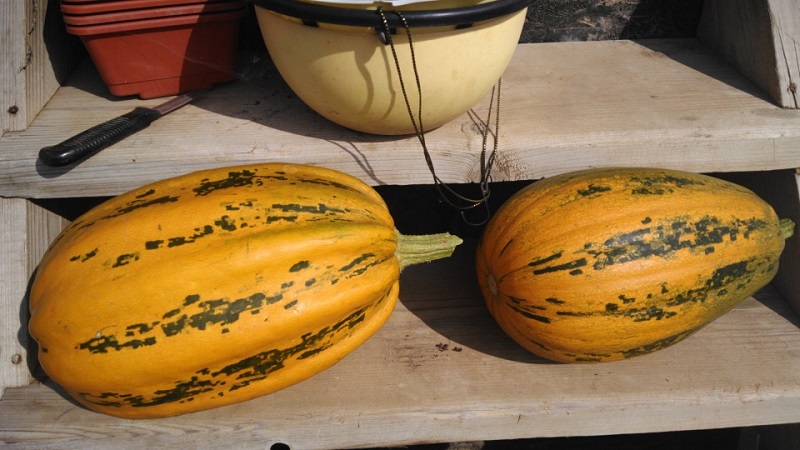 How to grow a pumpkin Gribovskaya bush: the secrets of agricultural technology