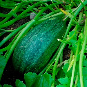 How to grow a pumpkin Gribovskaya bush: the secrets of agricultural technology