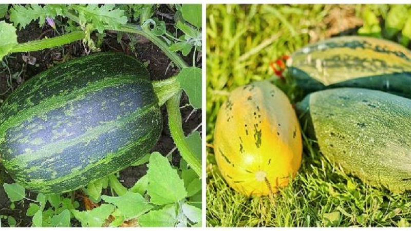 How to grow a pumpkin Gribovskaya bush: the secrets of agricultural technology