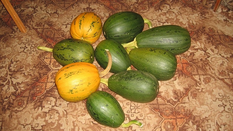 How to grow a pumpkin Gribovskaya bush: the secrets of agricultural technology