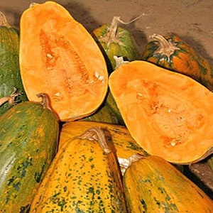 How to grow a pumpkin Gribovskaya bush: the secrets of agricultural technology
