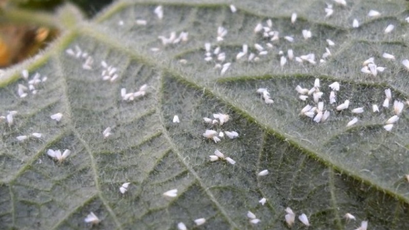 What are the diseases of eggplant in the greenhouse and how to deal with them
