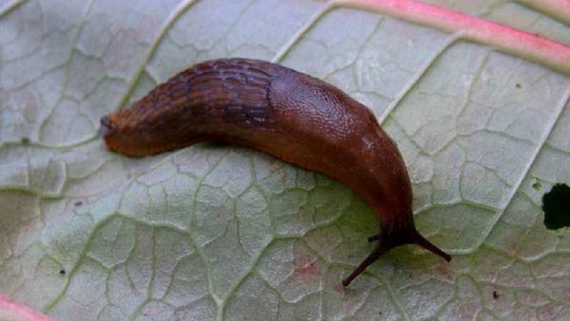 What are the diseases of eggplant in the greenhouse and how to deal with them