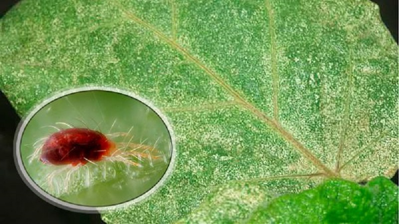 How to process currant and gooseberry bushes in the spring from pests and diseases