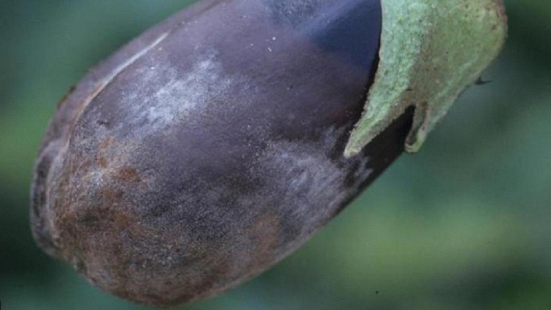 What are the diseases of eggplant in the greenhouse and how to deal with them