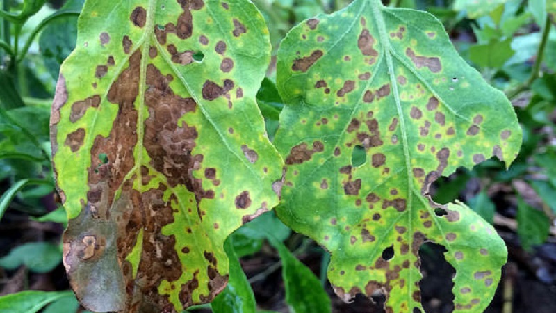 What are the diseases of eggplant in the greenhouse and how to deal with them