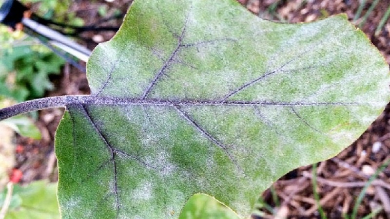 What are the diseases of eggplant in the greenhouse and how to deal with them