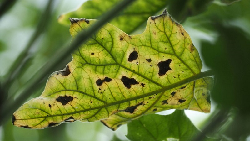 What are the diseases of eggplant in the greenhouse and how to deal with them