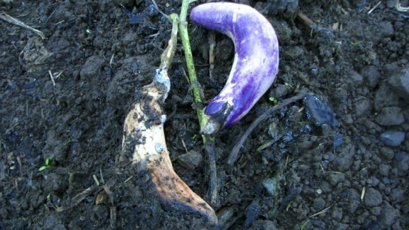What are the diseases of eggplant in the greenhouse and how to deal with them
