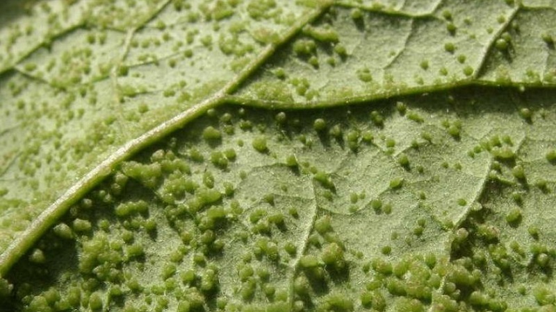 What to do if lemon leaves fall