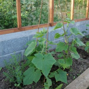 Claudine f1 parthenocarpic cucumber hybrid from Dutch breeders