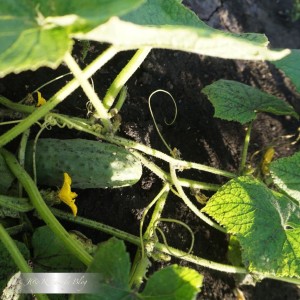 Claudine f1 parthenocarpic cucumber hybrid from Dutch breeders
